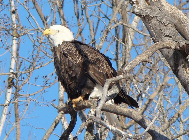 eagle